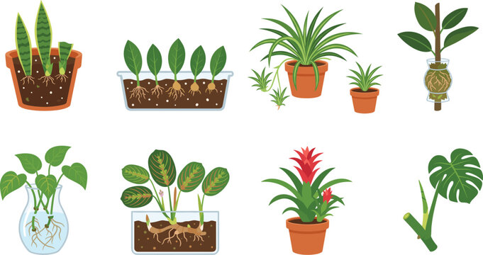 Houseplant Propagation Methods and Indoor Tropical Plants Flat Vector Collection Isolated on White Background