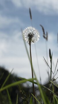 Video macro de diente de le&oacute;n iluminado a contraluz con cielo azul y pradera natural en movimiento