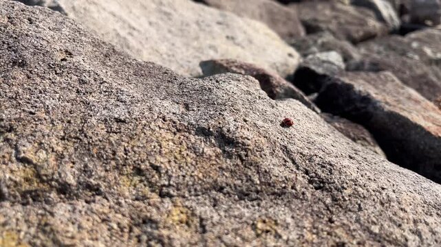 Small orange ladybug walking across rough natural rocks in bright sunlight, captured in a detailed macro-style outdoor scene.
