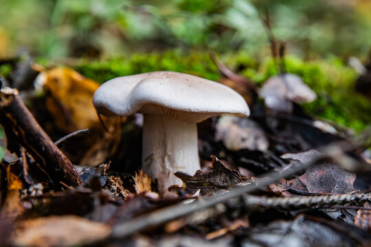 The Smoky Boletus Mushroom Clitocybe nebularis in the Autumn Forest
