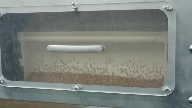 A close-up shot shows grain seeds falling and collecting inside a hopper through a transparent plastic viewing window.