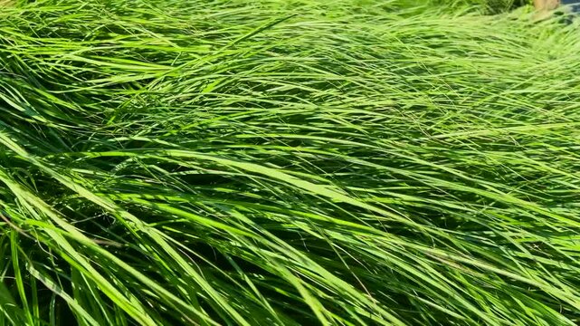 Vibrant green prairie dropseed grass sways in the gentle wind. Bright sunlight illuminates the thick, textured leaves of this ornamental bush, adding fresh movement and emerald tones to the garden.