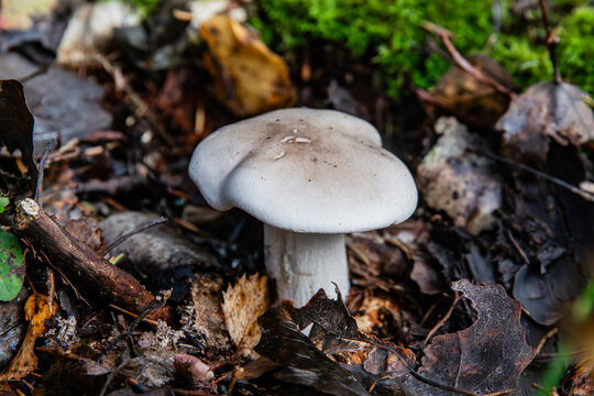 The Smoky Boletus Mushroom Clitocybe nebularis in the Autumn Forest