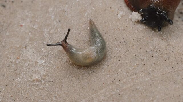 Macro shoot of small snail near brown slug on sand