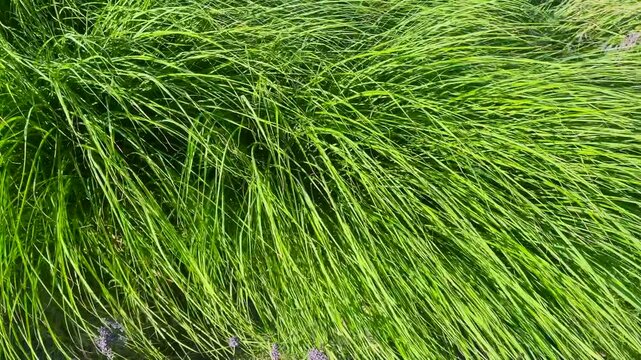 Vibrant green prairie dropseed grass sways in the gentle wind. Bright sunlight illuminates the thick, textured leaves of this ornamental bush, adding fresh movement and emerald tones to the garden.