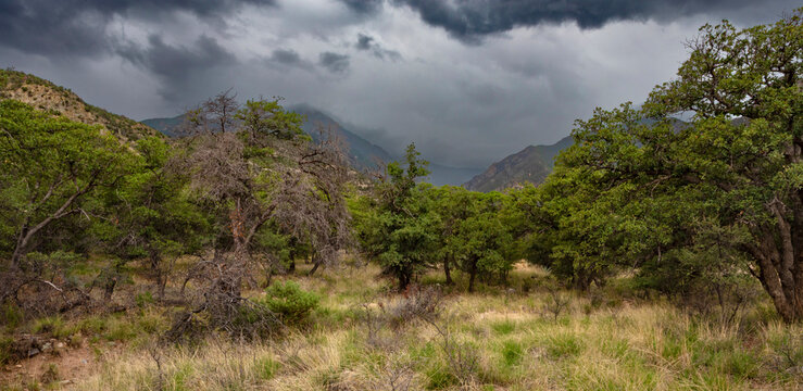 Monsoon storm heading down Miller Canyon in Arizona's mountains