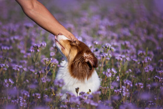  An Australian Shepherd dog (Aussie) in a purple phacelia field looks up with trust as a human hand gently strokes its muzzle. Touching moment of bonding, love and pet care for commercial banners.
