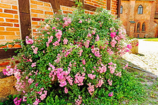 Pink climbing rose growing beside the historic St. Michaelis Church in Eutin, Schleswig-Holstein, Germany, on a sunny summer day.