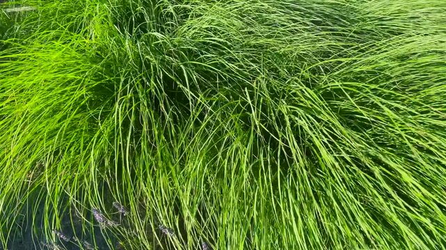 Vibrant green prairie dropseed grass sways in the gentle wind. Bright sunlight illuminates the thick, textured leaves of this ornamental bush, adding fresh movement and emerald tones to the garden.