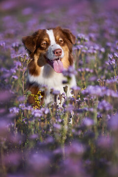   Beautiful, happy Australian Shepherd (Aussie) sits in a purple phacelia field with its tongue out. Joyful, sunny summer pet portrait in nature, perfect for commercial banners and premium dog food 