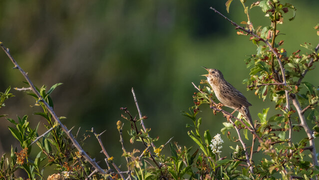Singing common grasshopper warbler (Locustella naevia) with open beak sitting in a hawthorn bush on a sunny morning, in Meyendel dune reserve ..