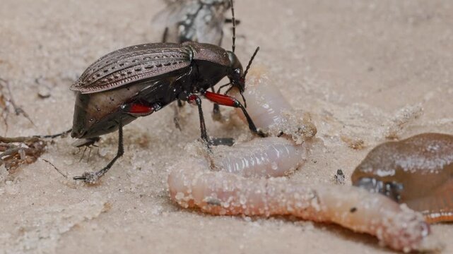 Macro shoot of bug feeding with worm on sand