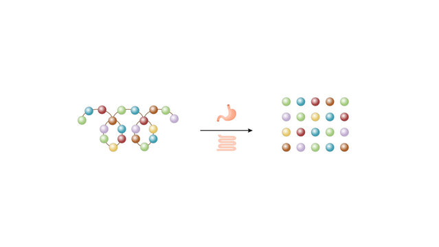 Protein digestion in stomach and small intestine. Digesting and breaking the protein into aminoacids. Vector illustration.	