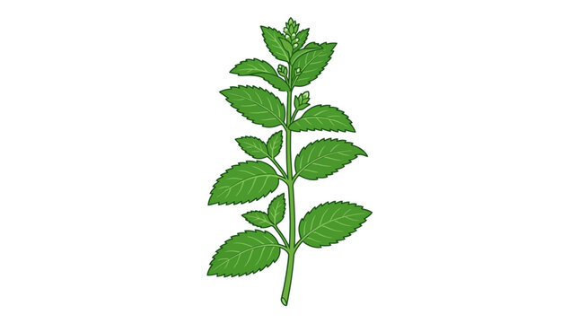 Fresh green peppermint plant stem with lush organic leaves for culinary and herbal use