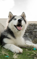 Perro Husky Siberiano de ojos azules descansando sobre el césped al aire libre © Manuela