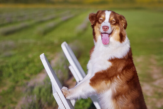 Happy Australian Shepherd (Aussie) dog leans on a white wooden bench in a sunny summer field. Close-up of a smiling face with tongue out. Joyful outdoor pet portrait for commercial pet ads.