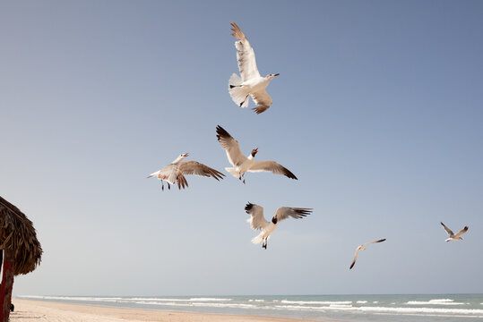 Gaviotas volando 