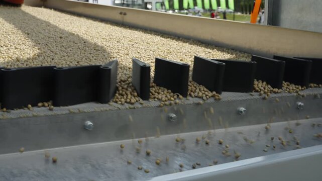 A close-up shot shows thousands of round yellow soybeans cascading evenly over a vibrating metal separator tray with black dividers.