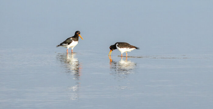 Mating ritual of two Eurasian oystercatchers (Haematopus ostralegos), standing in shallow water