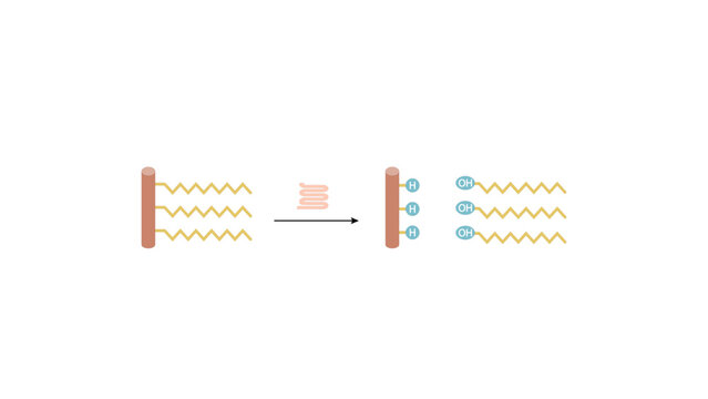 Lipids Digestion, Fat Molecule, triglyceride. Lipase enzyme catalyzes the hydrolysis of fats to Fatty Acids And Glycerol. Colorful scientific diagram. Vector Illustration.