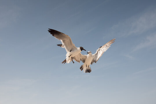 Dos gaviotas volando