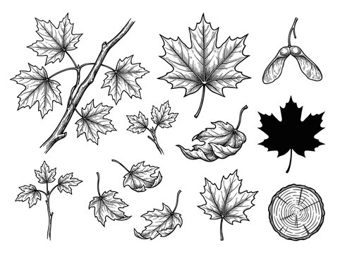 Maple branch with leaves and winged seeds, black ink hand drawn vector illustration, isolated on white background