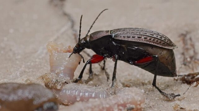Macro shoot of bug feeding with worm on sand
