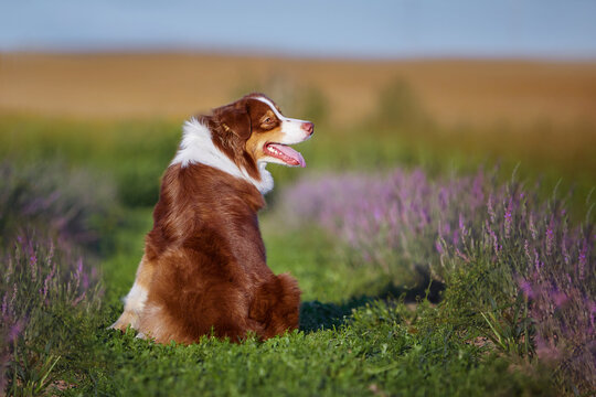  An Australian Shepherd dog (Aussie) sits back to the camera on green grass in a lavender field, looking aside. Warm summer pet portrait, perfect for greeting cards and pet products advertising.
