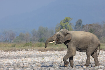 Fototapeta premium Asiatic elephant (Elephas maximus) in the forest of Corbett Tiger Reserve.