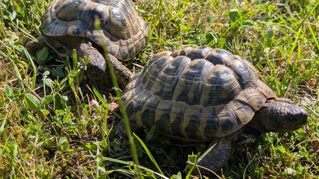 Schildkr&ouml;ten