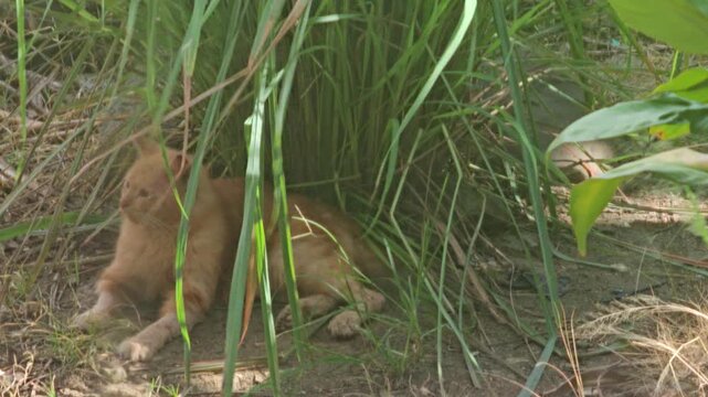 Ginger domestic cat Felis catus resting peacefully in the shade under tall grass in a garden or yard during a hot sunny day