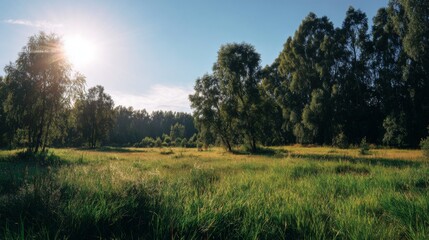 Obraz premium Tranquil Meadow Landscape at Sunrise with Lush Green Grass and Tall Trees Beneath Clear Blue Sky