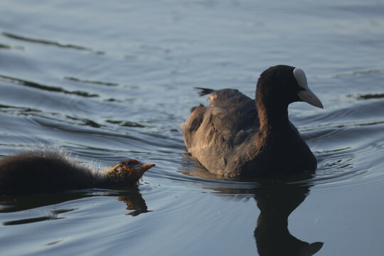 An adult Eurasian coot swimming beside its young chick on a calm pond at golden hour