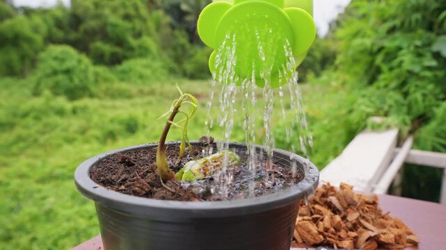 Water Pours in Slow Motion from a Green Watering Can onto a Sprouted Mango Seed in a Black Pot, Supporting Hydration and Healthy Tropical Growth
