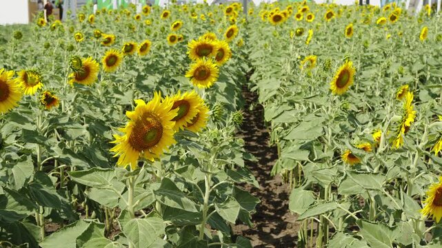 A field of vibrant yellow sunflowers blooms in neat rows under daylight.