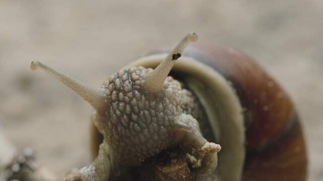 Macro shoot of slug feeding with leaf 