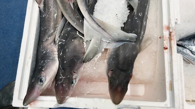 Fresh katran sharks, spiny dogfish, and bonito tuna are displayed on crushed ice in a white styrofoam box. A close-up view of raw marine fish arranged on ice at a supermarket seafood counter.