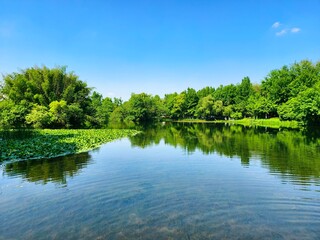 Fototapeta premium A lush green lake, its surface like a mirror reflecting the surrounding forest.