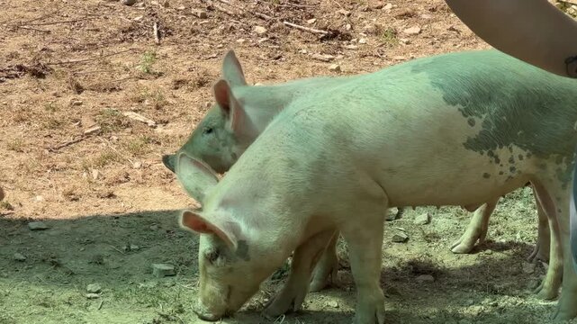 Two pigs foraging on dry dirt ground in a rural outdoor setting, close-up view of domestic animals in a farm environment, natural lighting, agriculture and livestock photography