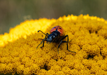 Macro photography of a blister beetle with red and black elytra crawling on a bright yellow yarrow inflorescence. A close-up of wildlife with high detail of the insect's antennae and legs on a sunny d © yevgeniysh
