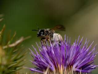Macro photography of a bee collecting nectar on a bright purple thistle flower. A close-up of wildlife: the insect's fuzzy, pollen-covered body and the sharp petals of the inflorescence are detailed o © yevgeniysh