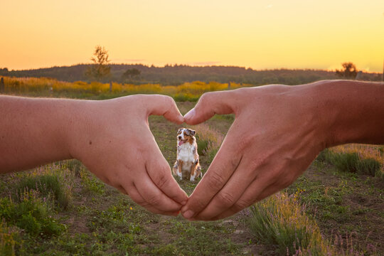  An Australian Shepherd (Aussie) dog framed by human hands forming a heart shape in a field at sunset. Warm golden hour concept of pet love, care and devotion, ideal for commercial ads and banners.
