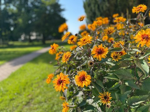 Vibrant orange-yellow false sunflowers bloom in a lush park setting along a paved walkway. Warm summer sunlight highlights the bright petals, dark stems, and soft blurred background.