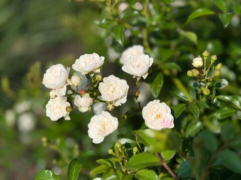 A cluster of delicate white miniature garden roses blooms against glossy green leaves in soft daylight. The close-up shot captures subtle pink hues and fine petal details in a lush garden.