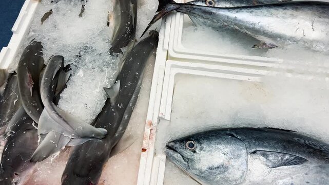 Fresh bonito tuna and small sharks rest on crushed ice in styrofoam market display boxes. A close-up view of chilled raw marine fish arranged on ice at a supermarket seafood counter.