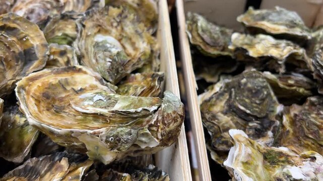 Fresh raw oysters are packed in a wooden box at a seafood counter. These premium, organic Mediterranean mollusks are displayed as fresh, nutritious delicacies. A close-up of the rough, textured shells
