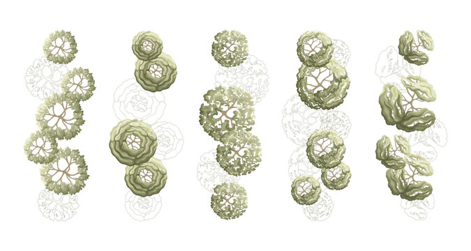 Top view trees for architectural plans and landscape design. Minimal vector illustration for urban planning, site plans, and architectural entourage.