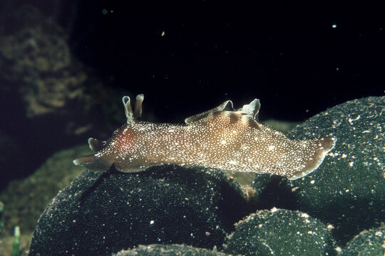 Spotted sea-hare, Molluscs, Sea-hare (Aplysia punctata) , Alghero, Capo Caccia, Sardinia, Italy