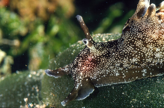 Spotted sea-hare, Molluscs, Sea-hare (Aplysia punctata) , Alghero, Capo Caccia, Sardinia, Italy
