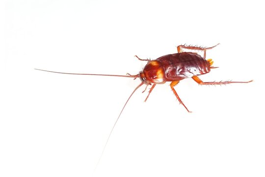 cockroach isolated on white background